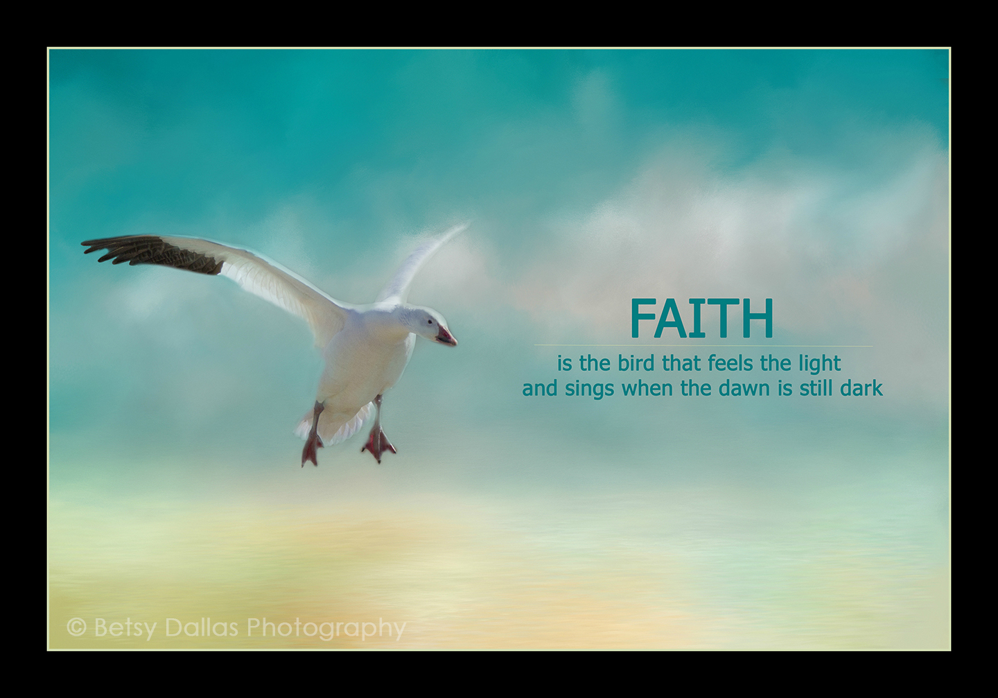 Snow Goose Faith